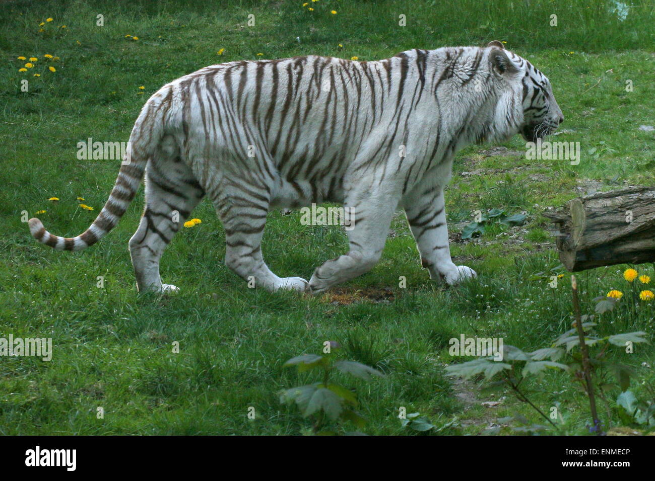 Male White Bengal tiger (Panthera tigris tigris) walking past Stock Photo