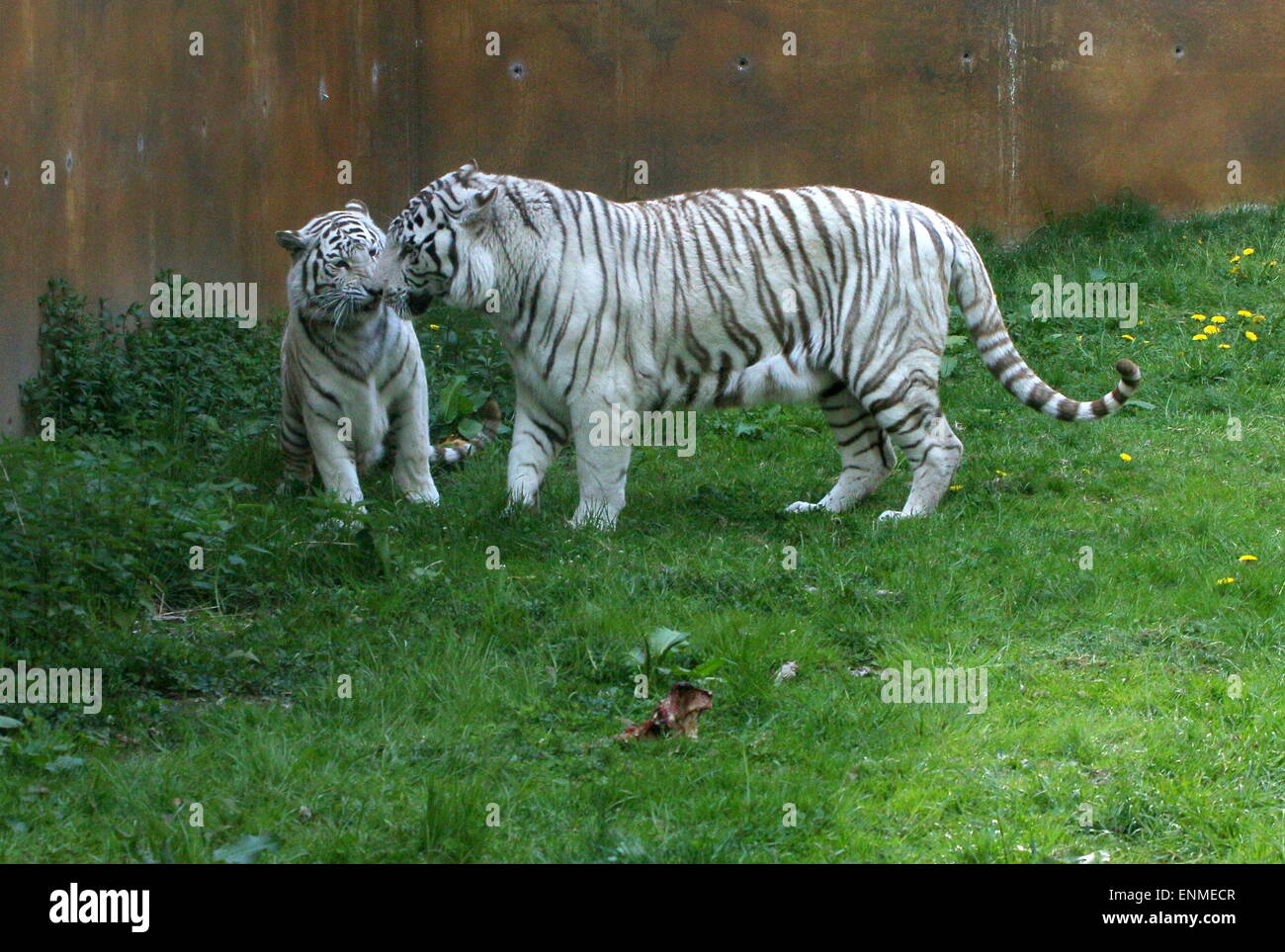 Frisky male and female White Bengal tiger (Panthera tigris tigris) at Ouwehand Zoo, Rhenen, The Netherlands Stock Photo