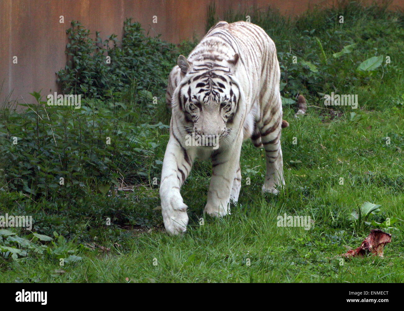 Male White Bengal tiger (Panthera tigris tigris) on the prowl at Ouwehands Zoo, Rhenen, The Netherlands Stock Photo