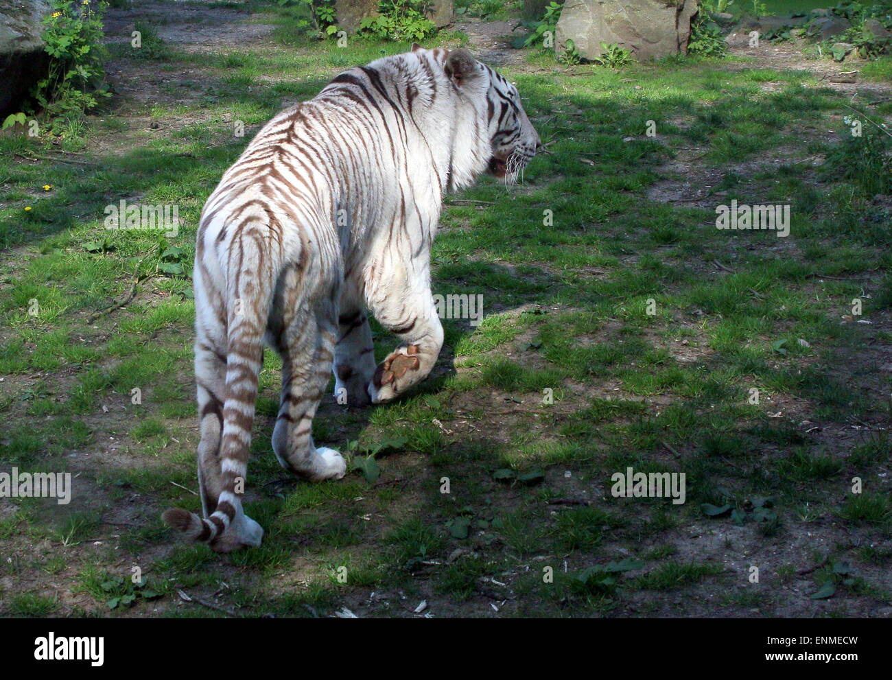 Large male White Bengal tiger (Panthera tigris tigris) on the prowl Stock Photo