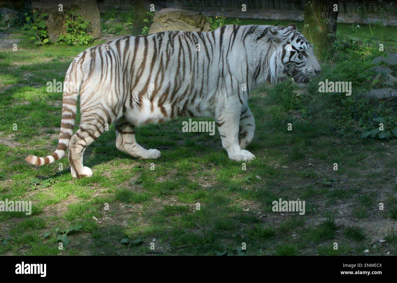 Large Male White Bengal tiger (Panthera tigris tigris) seen in profile Stock Photo