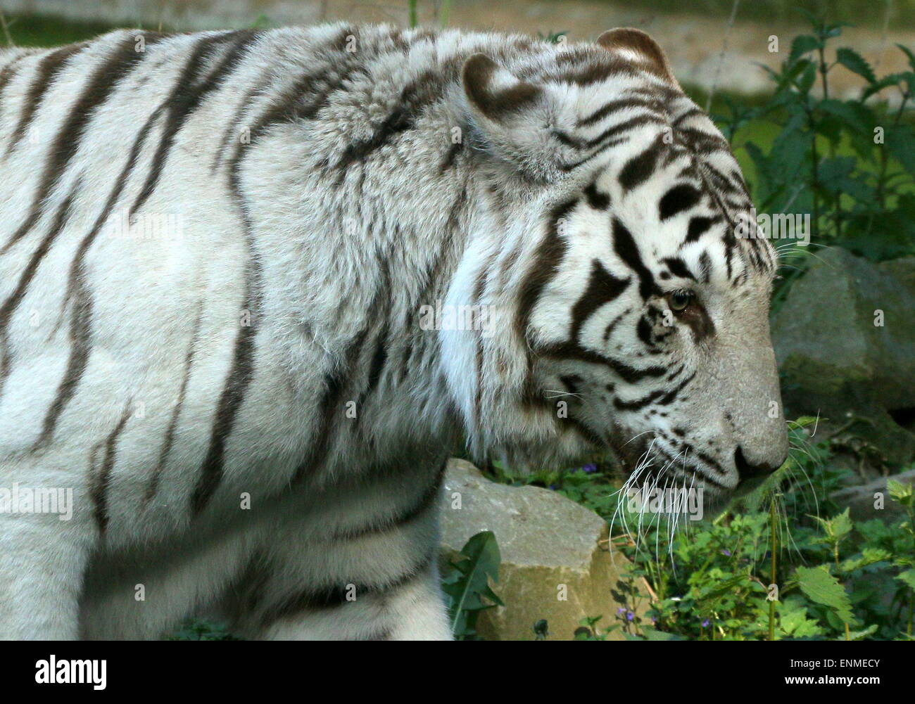 Male White Bengal tiger (Panthera tigris tigris), close-up of the head Stock Photo