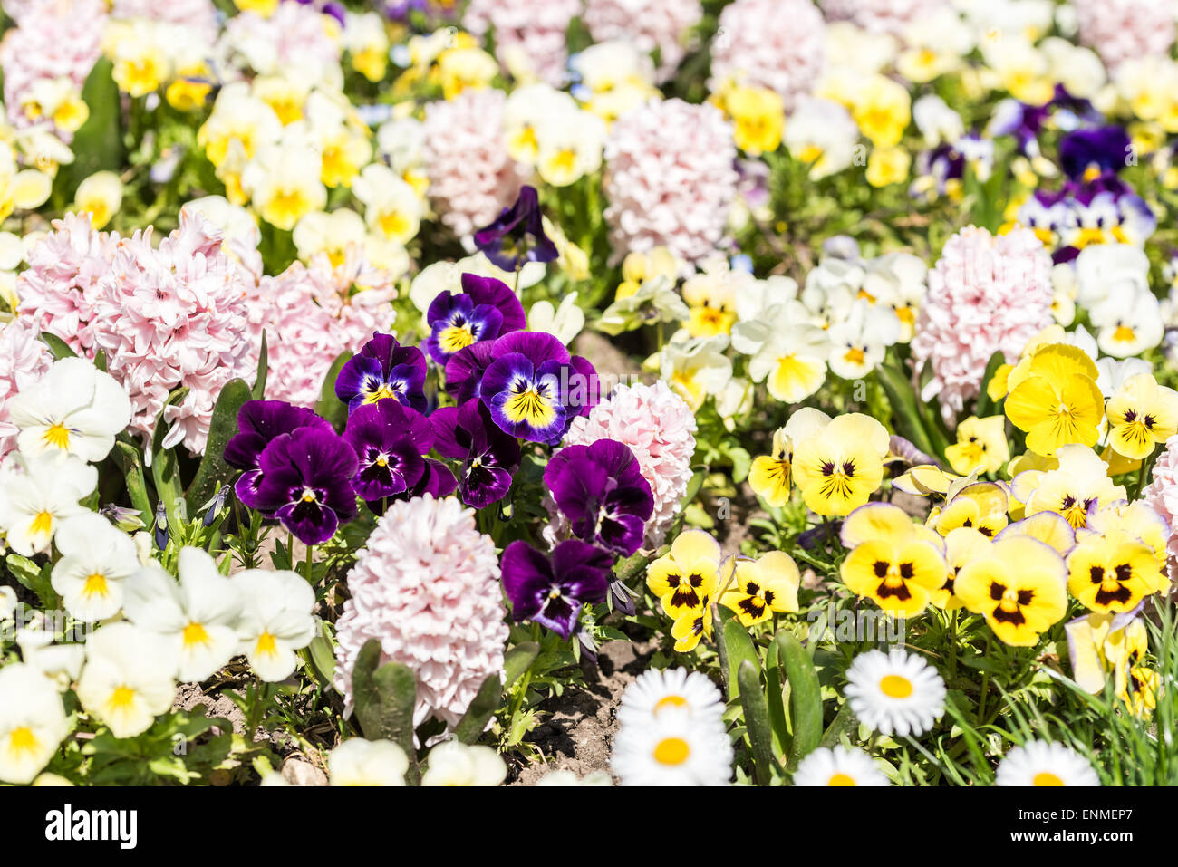 Pelargonium Flowers Garden In Spring Stock Photo