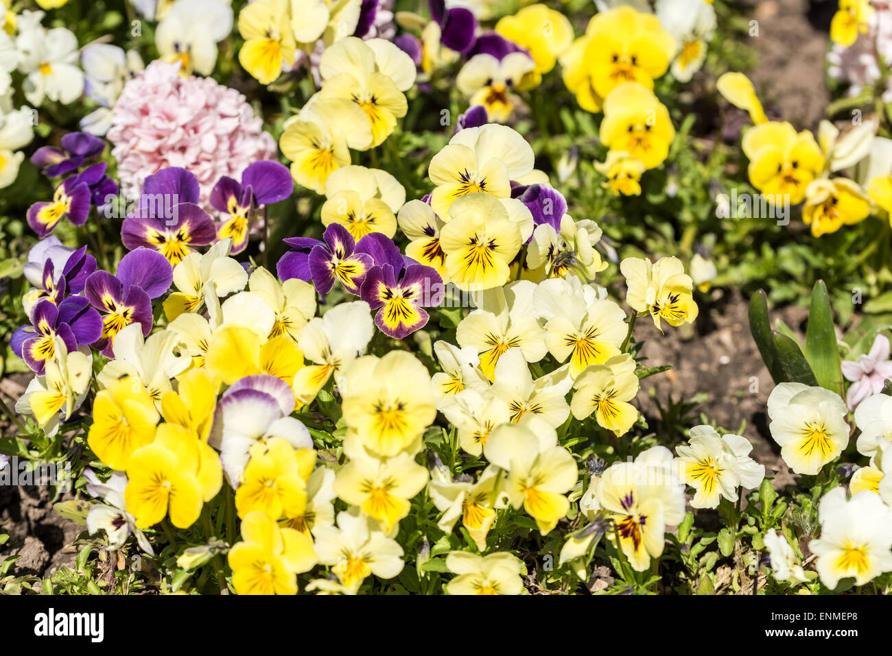 Pelargonium Flowers Garden In Spring Stock Photo