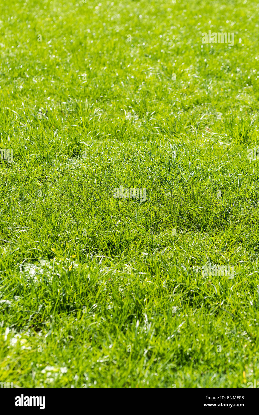 Green grass in the background hi-res stock photography and images - Alamy