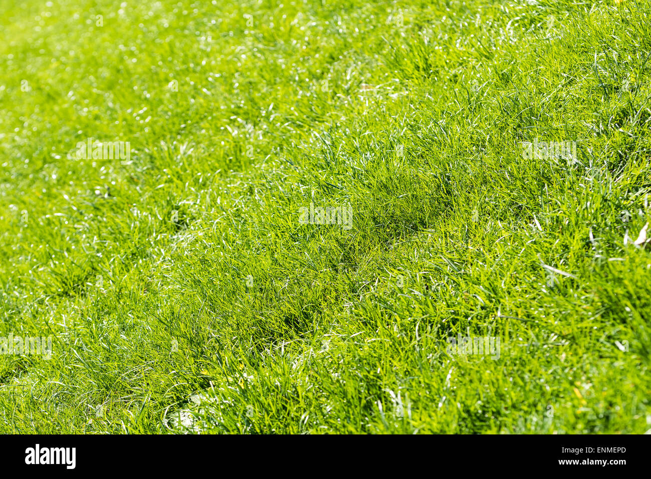 Green grass in the background hi-res stock photography and images - Alamy