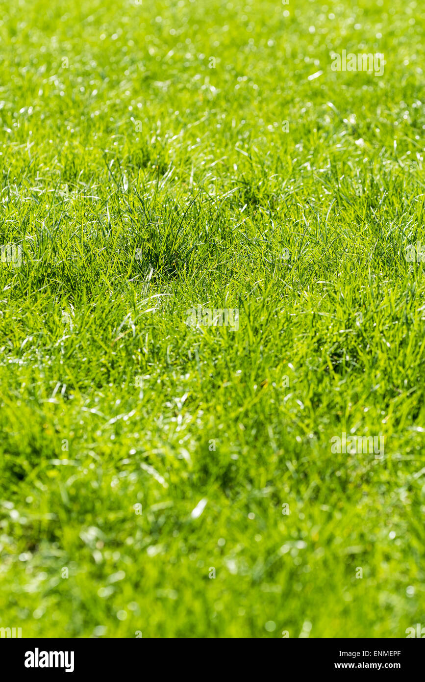 Green grass in the background hi-res stock photography and images - Alamy