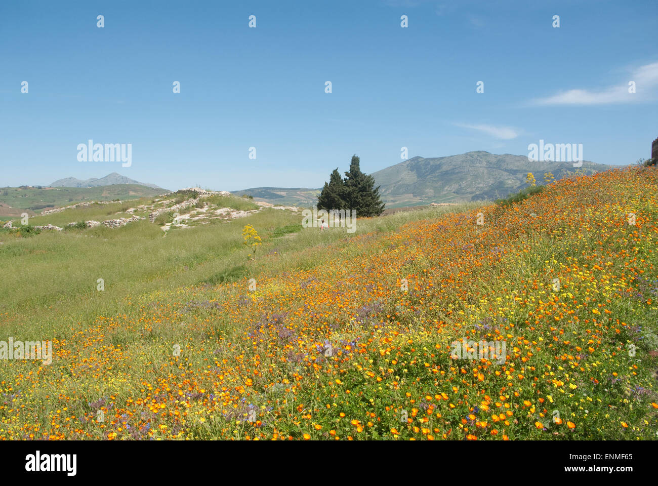 spring wild flowers at Segusta in North western Sicily Stock Photo - Alamy