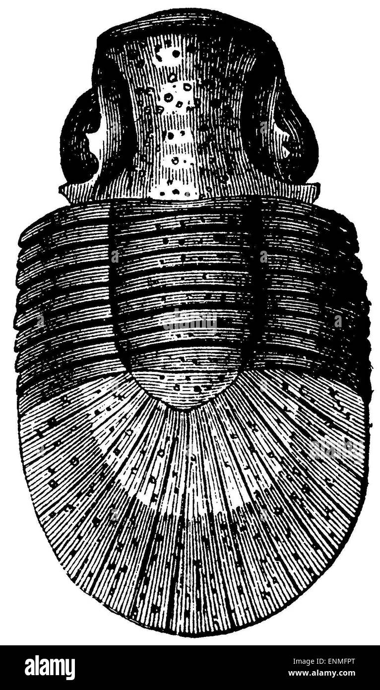 Bronte, a trilobite with a very large pygidium Stock Photo