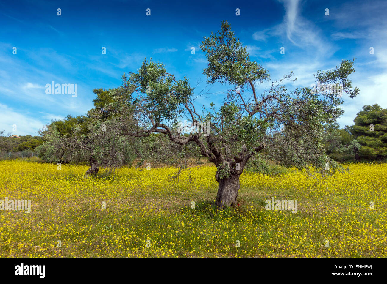 Mustard tree hires stock photography and images Alamy