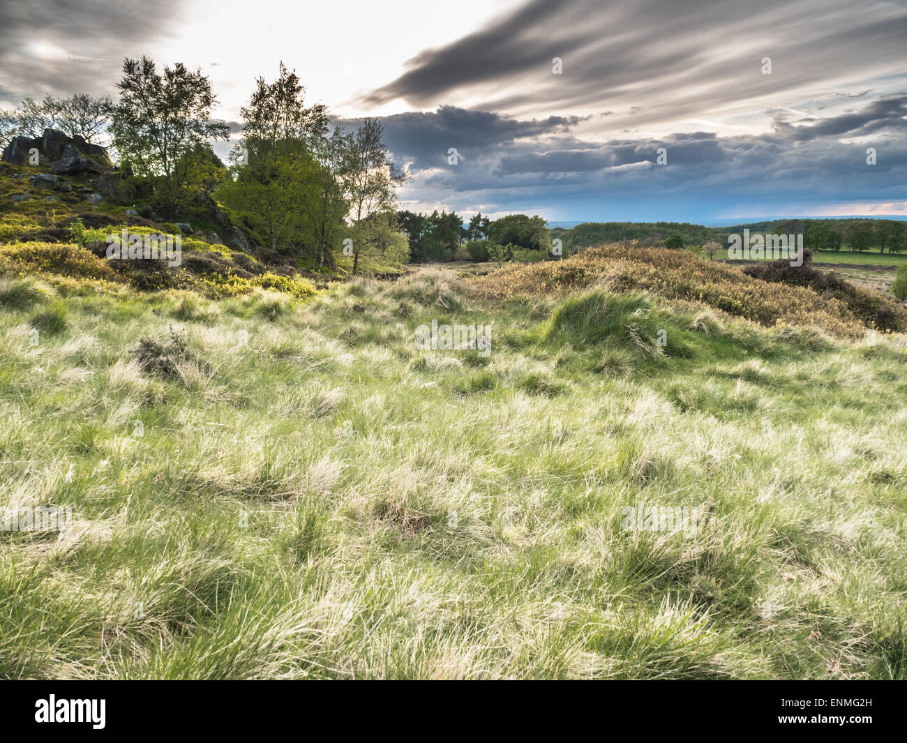 Beautiful British heathland in the evening Stock Photo Alamy