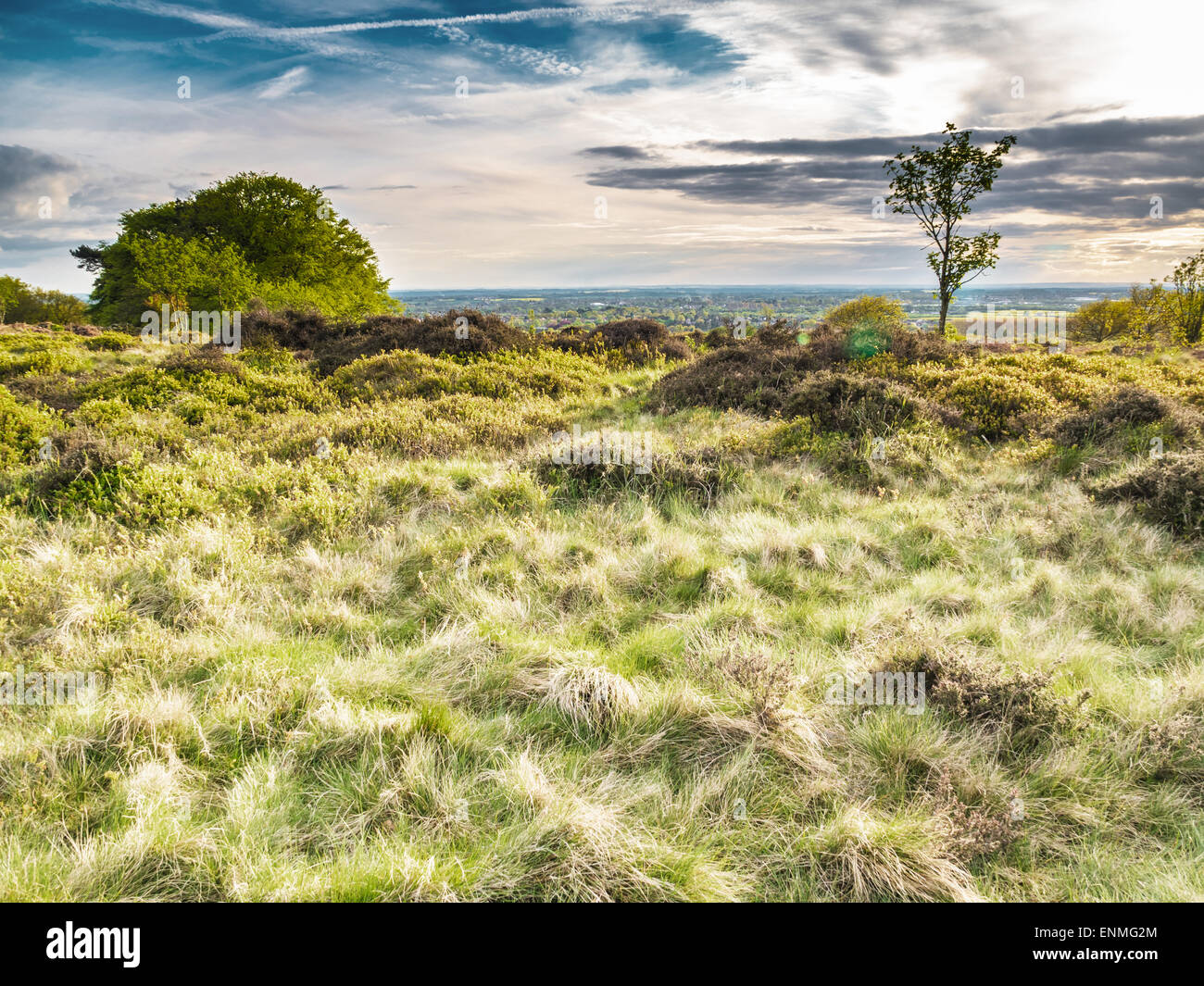 Beautiful British heathland in the evening Stock Photo Alamy