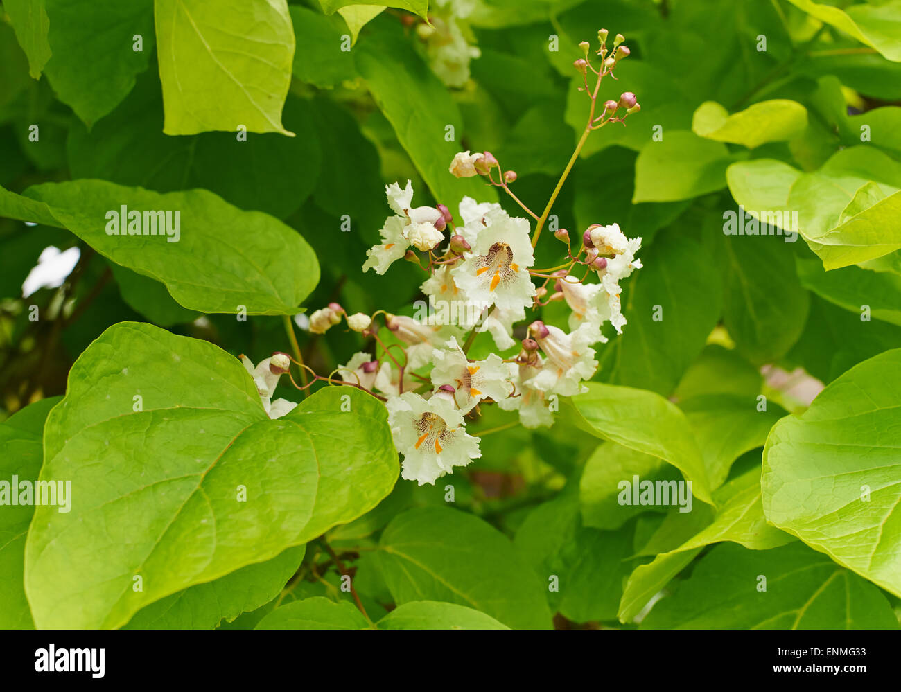 Catalpa bignonioides is a species of Catalpa that is native to the southeastern United States Stock Photo
