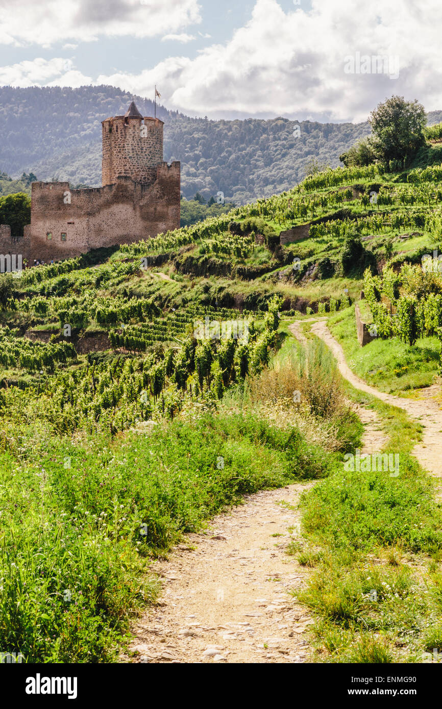 Vineyards above Kaysersberg, Alsace, France, with Schlossberg castle ruins  in distance Stock Photo