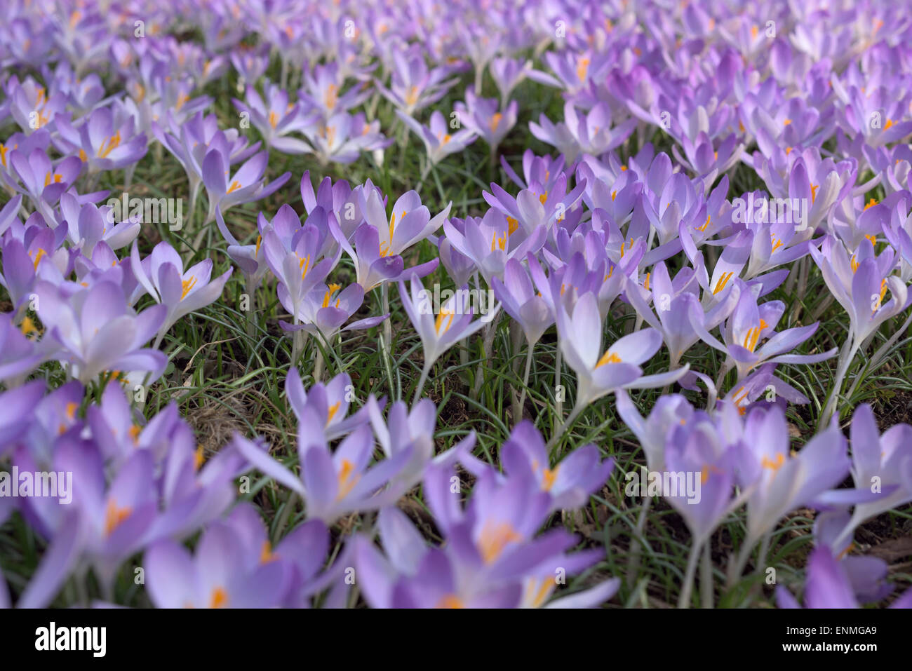 Crocuses ground level hi-res stock photography and images - Alamy