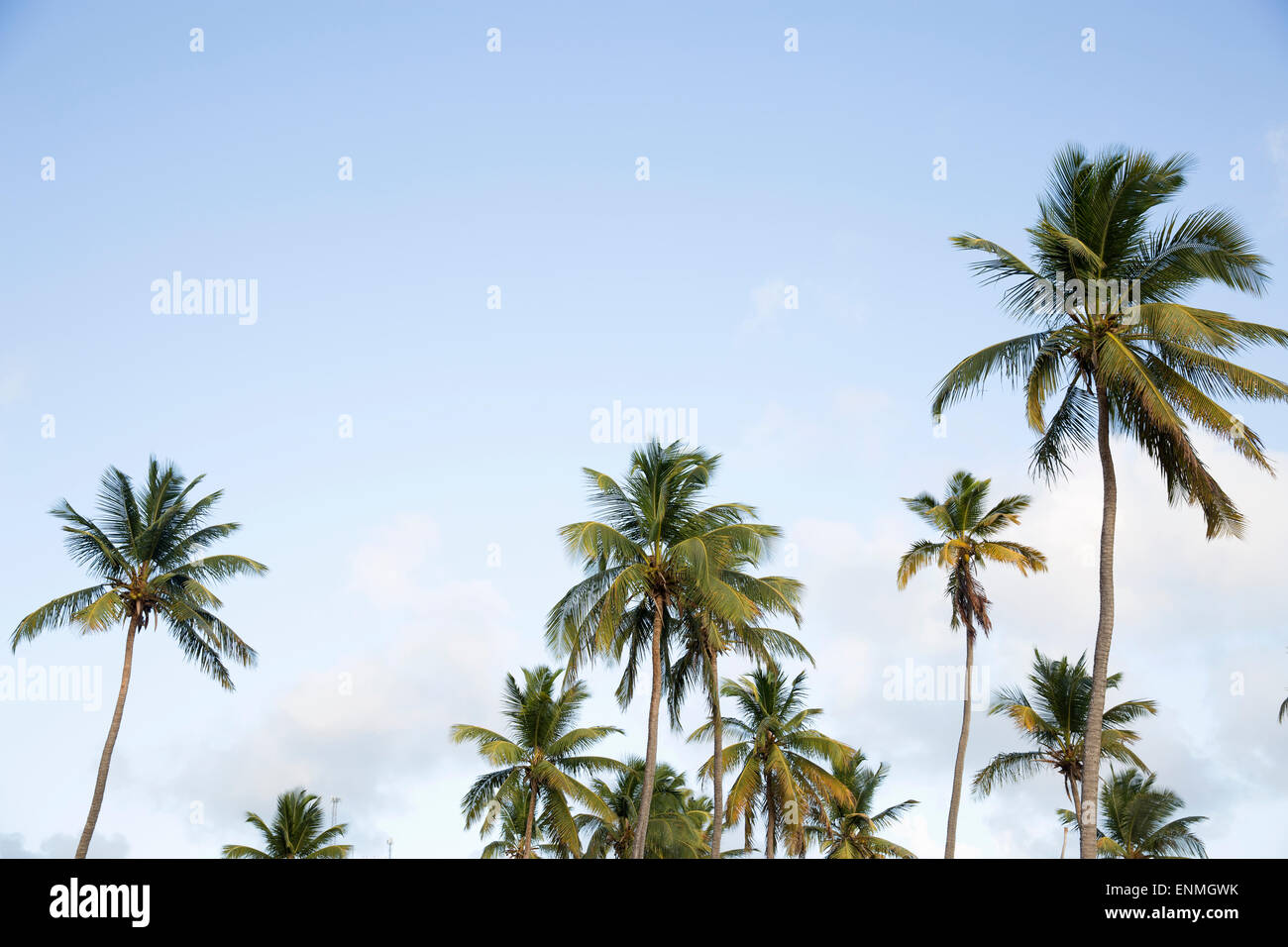 Tops of palm trees hi-res stock photography and images - Alamy