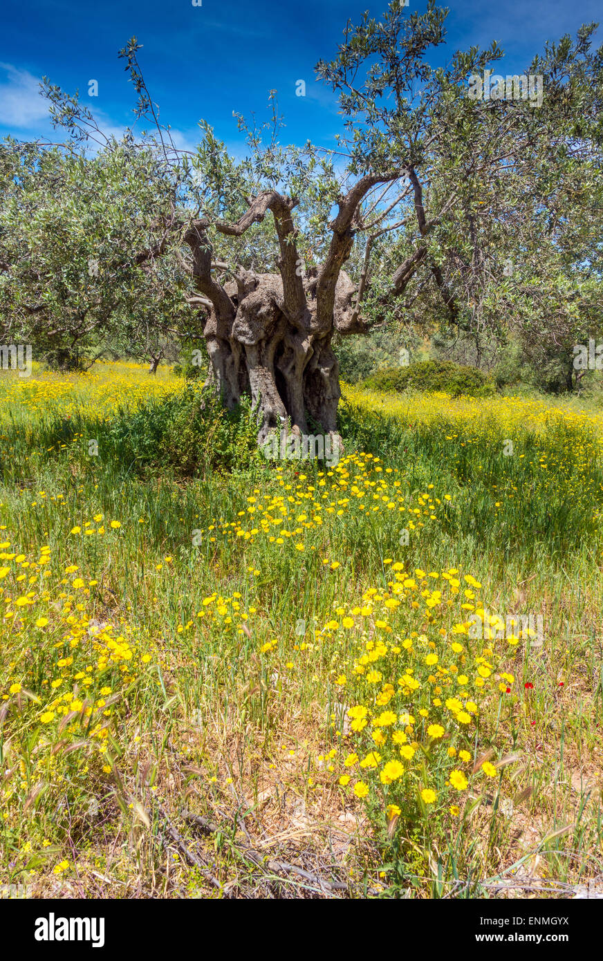 Mustard tree hires stock photography and images Alamy