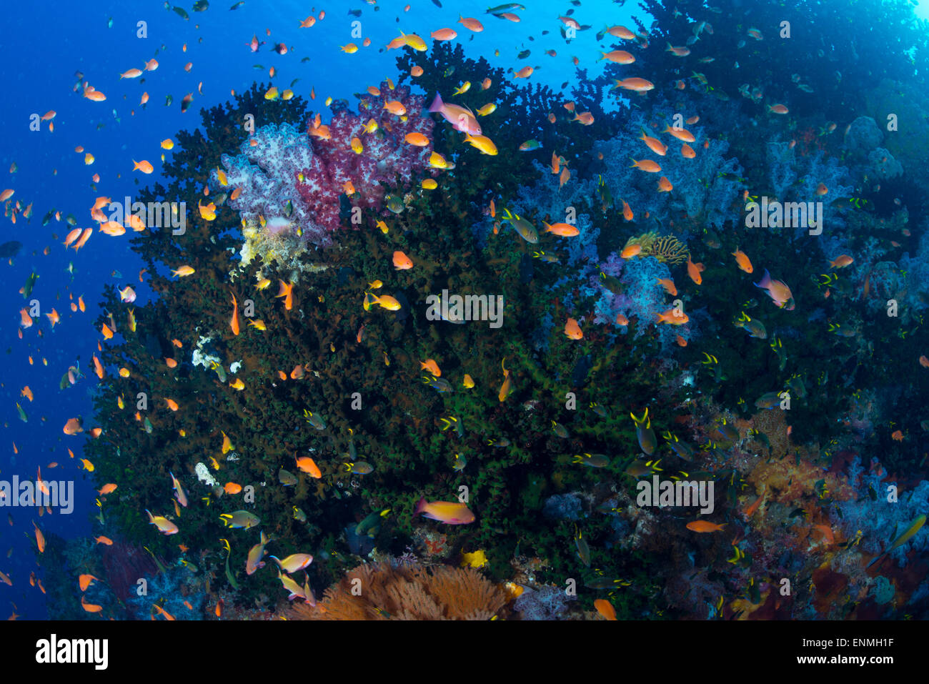 Raja Ampat Green Tubastra hard coral with small colorful fish around in clear blue water Stock Photo
