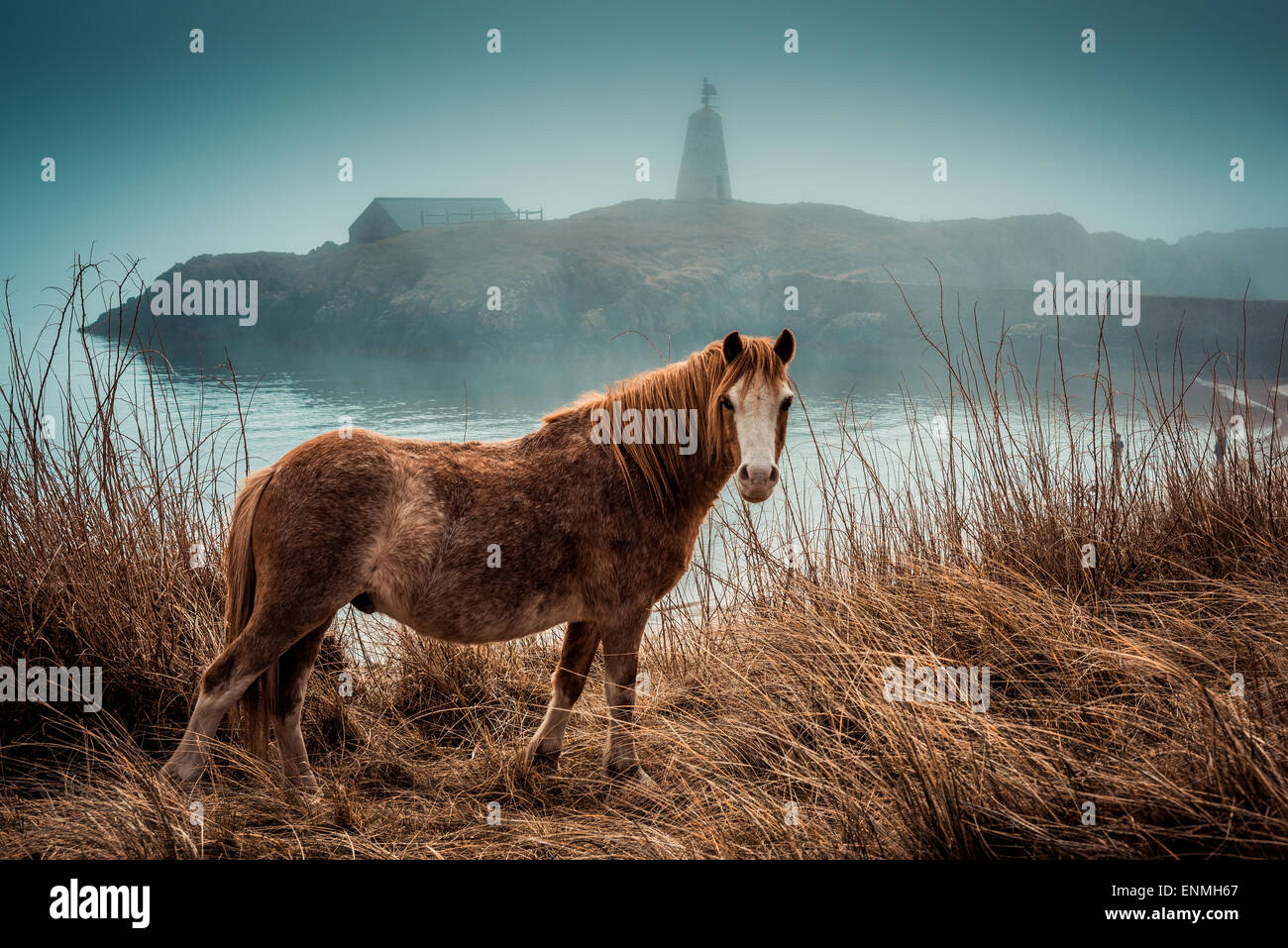 Wild Pony on LLanndwyn Island, Wales, UK Stock Photo