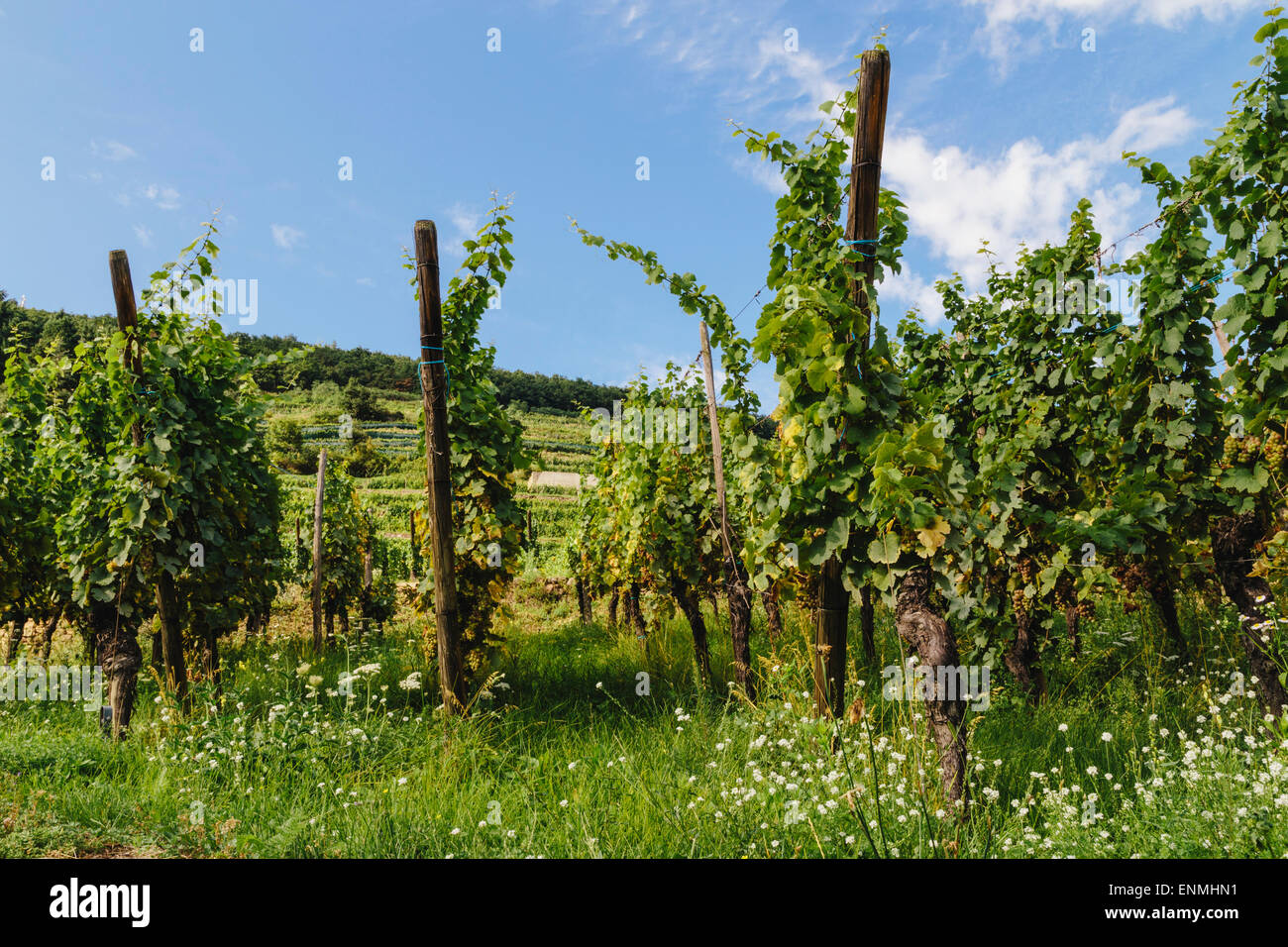 Vineyards above Kaysersberg, Alsace, France Stock Photo