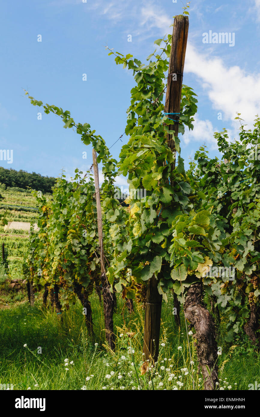 Vineyards above Kaysersberg, Alsace, France Stock Photo