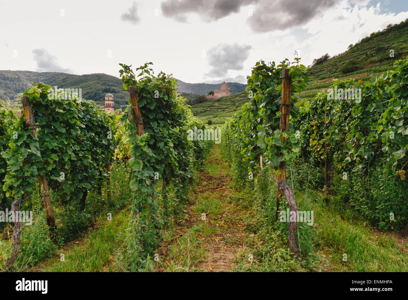 Vineyards above Kaysersberg, Alsace, France, with Schlossberg castle ruins  in distance Stock Photo