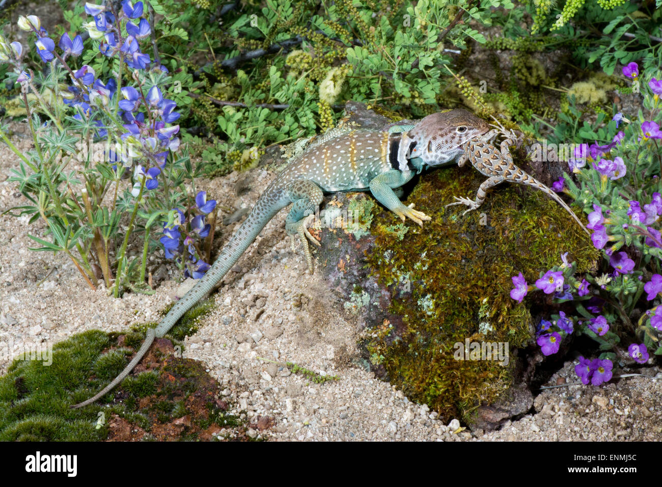 Collared lizard hires stock photography and images Alamy