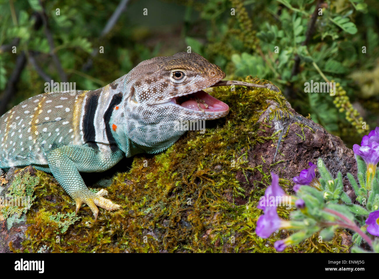 Collared lizard hires stock photography and images Alamy