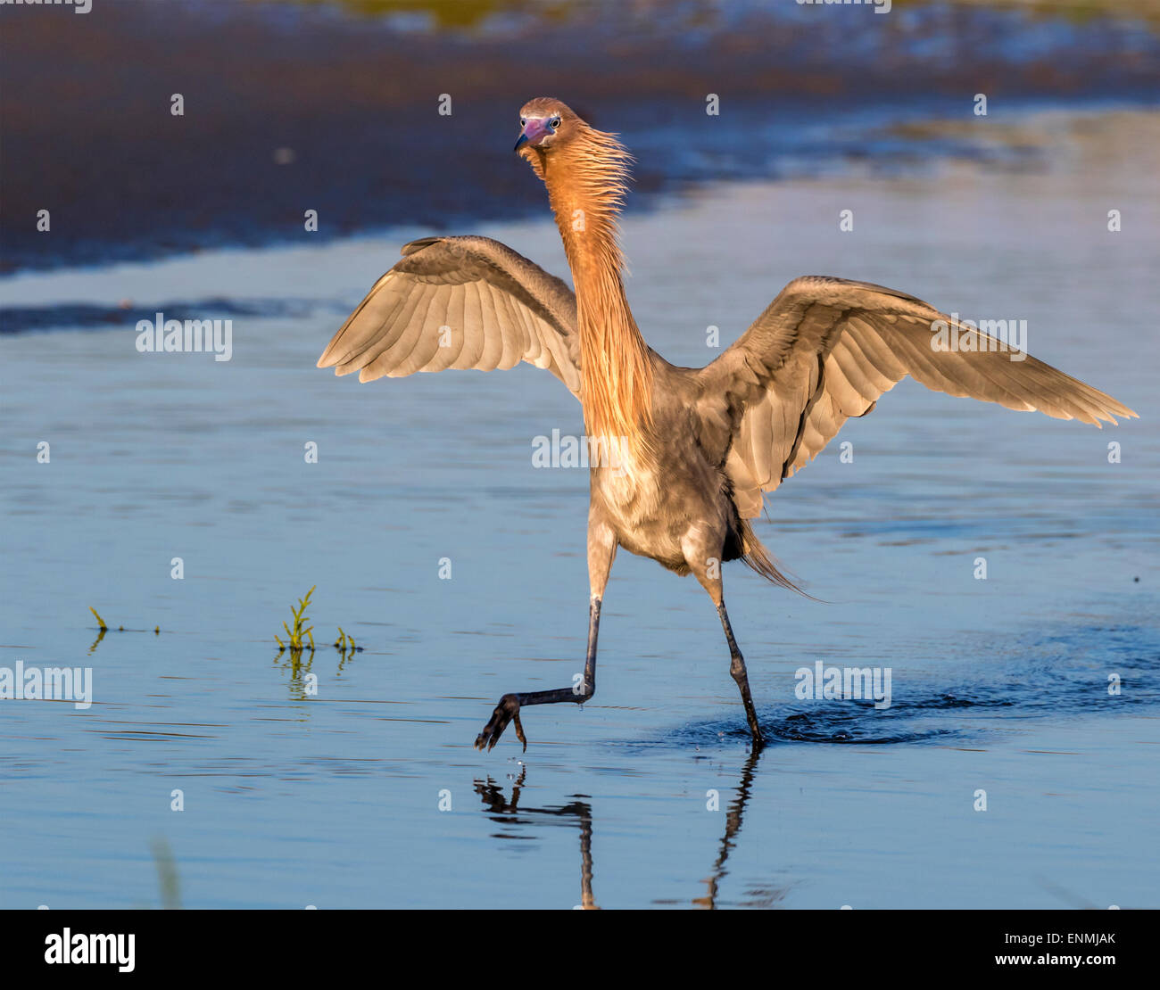 Reddish egret (Egretta rufescens) hunting in tidal marsh at sunrise, Galveston, Texas, USA. Stock Photo