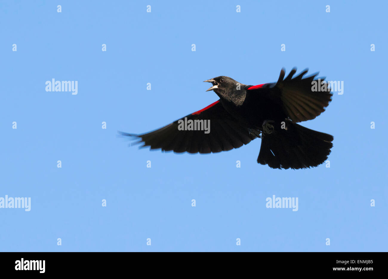 Male red-winged blackbird (Agelaius phoeniceus) singing at flight, Galveston, Texas, USA. Stock Photo
