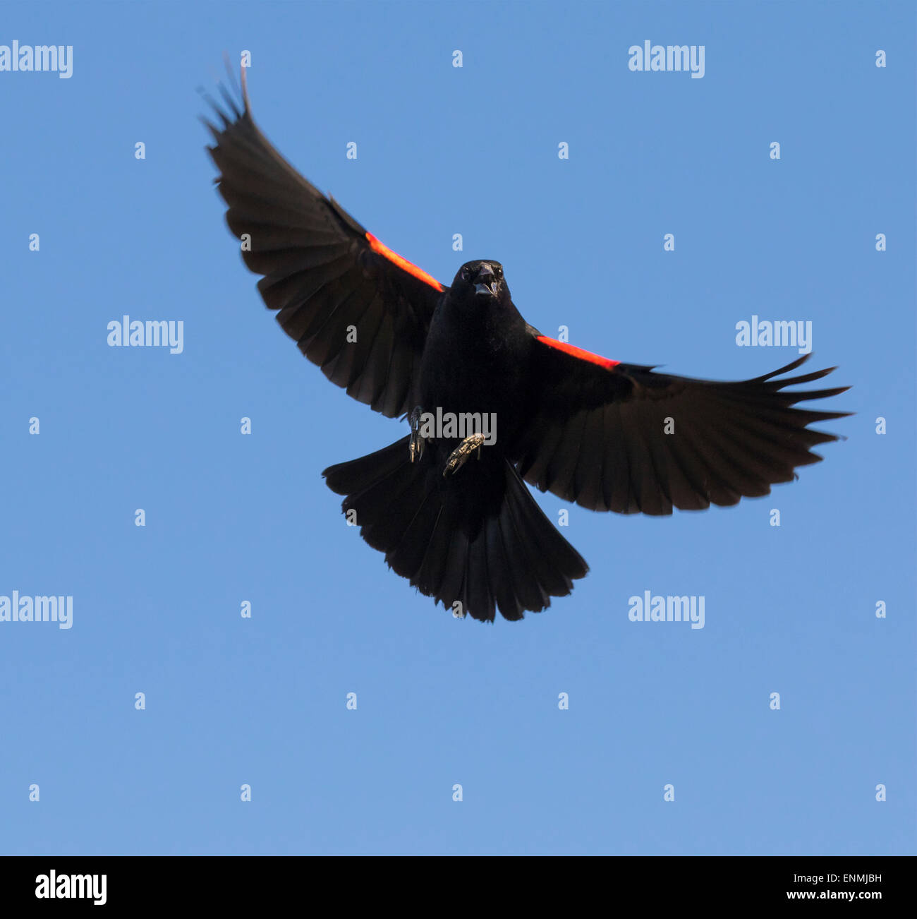 Male red-winged blackbird (Agelaius phoeniceus) singing at flight, Galveston, Texas, USA. Stock Photo