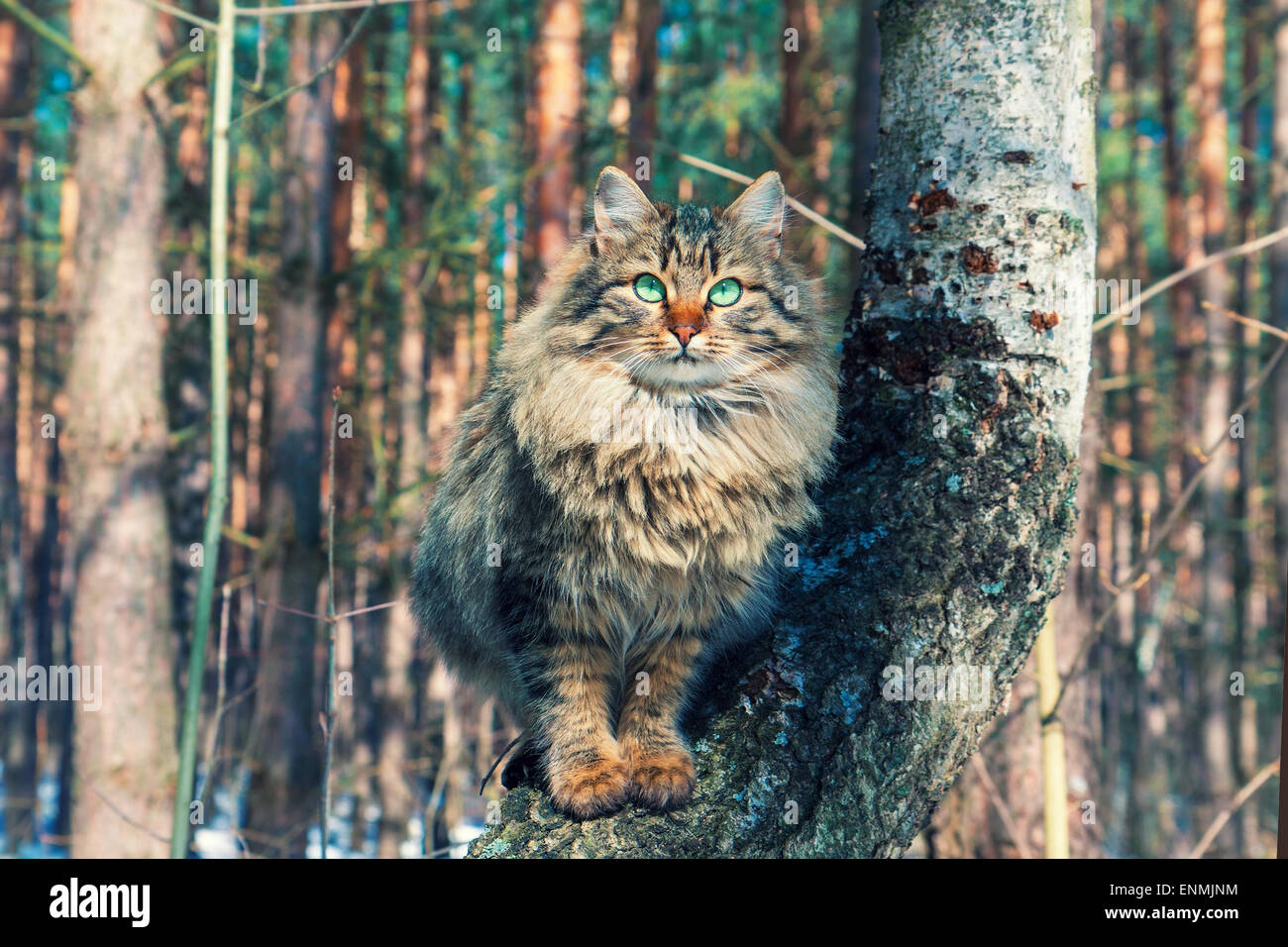 Siberian cat sitting on a birch tree in the forest Stock Photo - Alamy