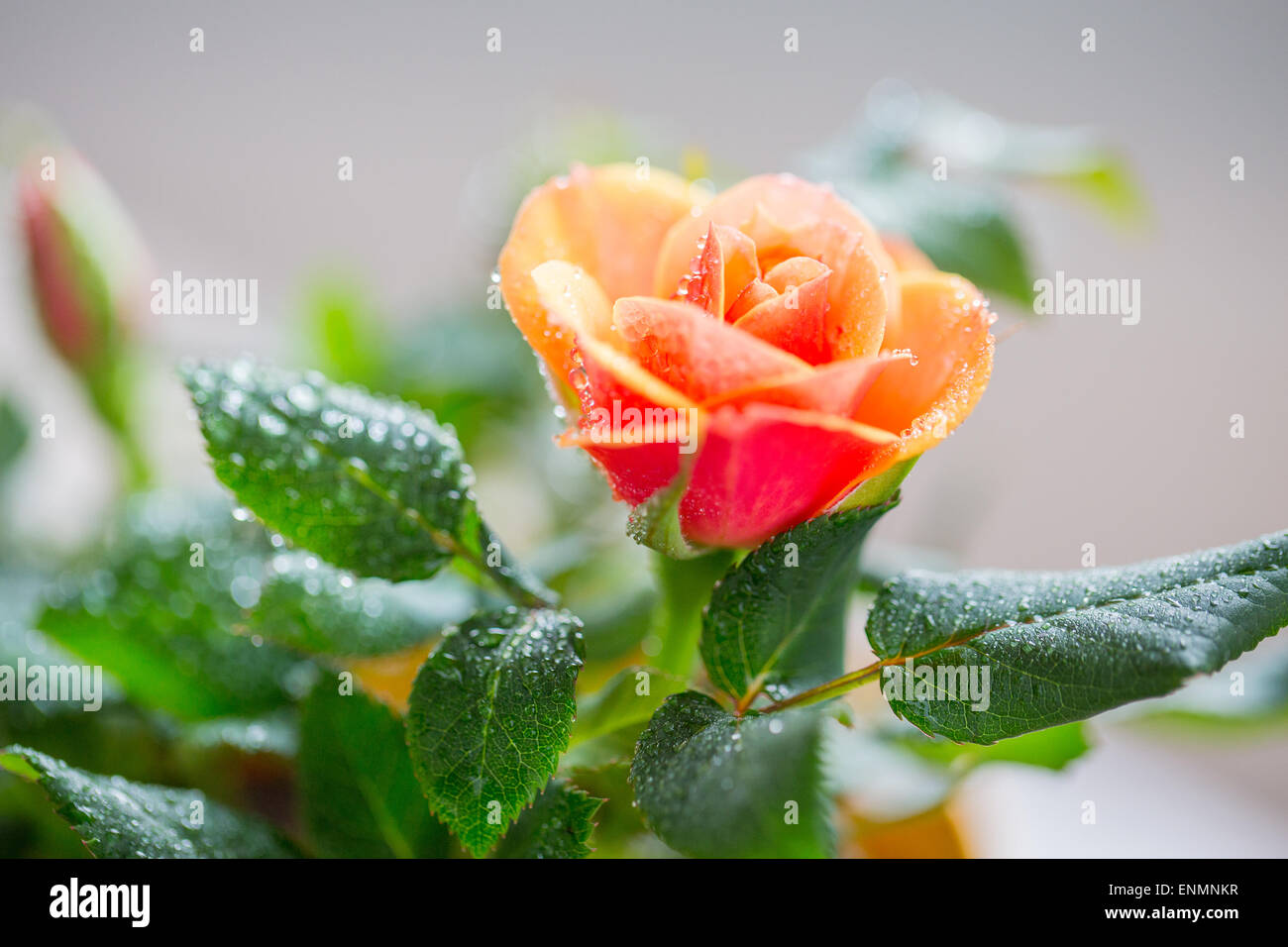 Blown rose flower hi-res stock photography and images - Alamy