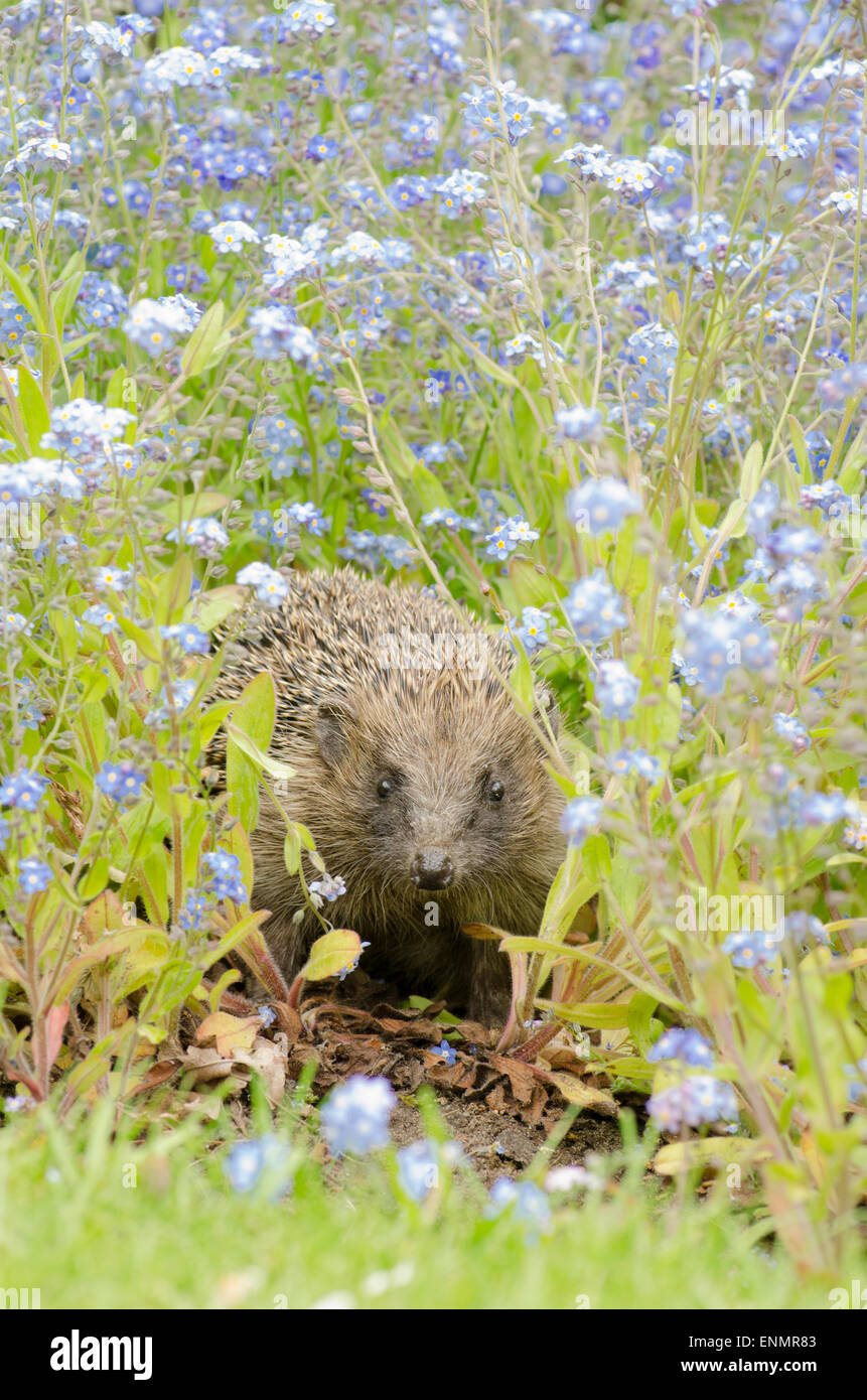 Hedgehog, Erinaceus europaeus, found in the garden among  Forget-me-nots, wild flowers. Sussex, UK. May. Stock Photo