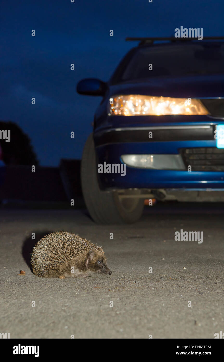 Hedgehog, Erinaceus europaeus, crossing road in front of car with