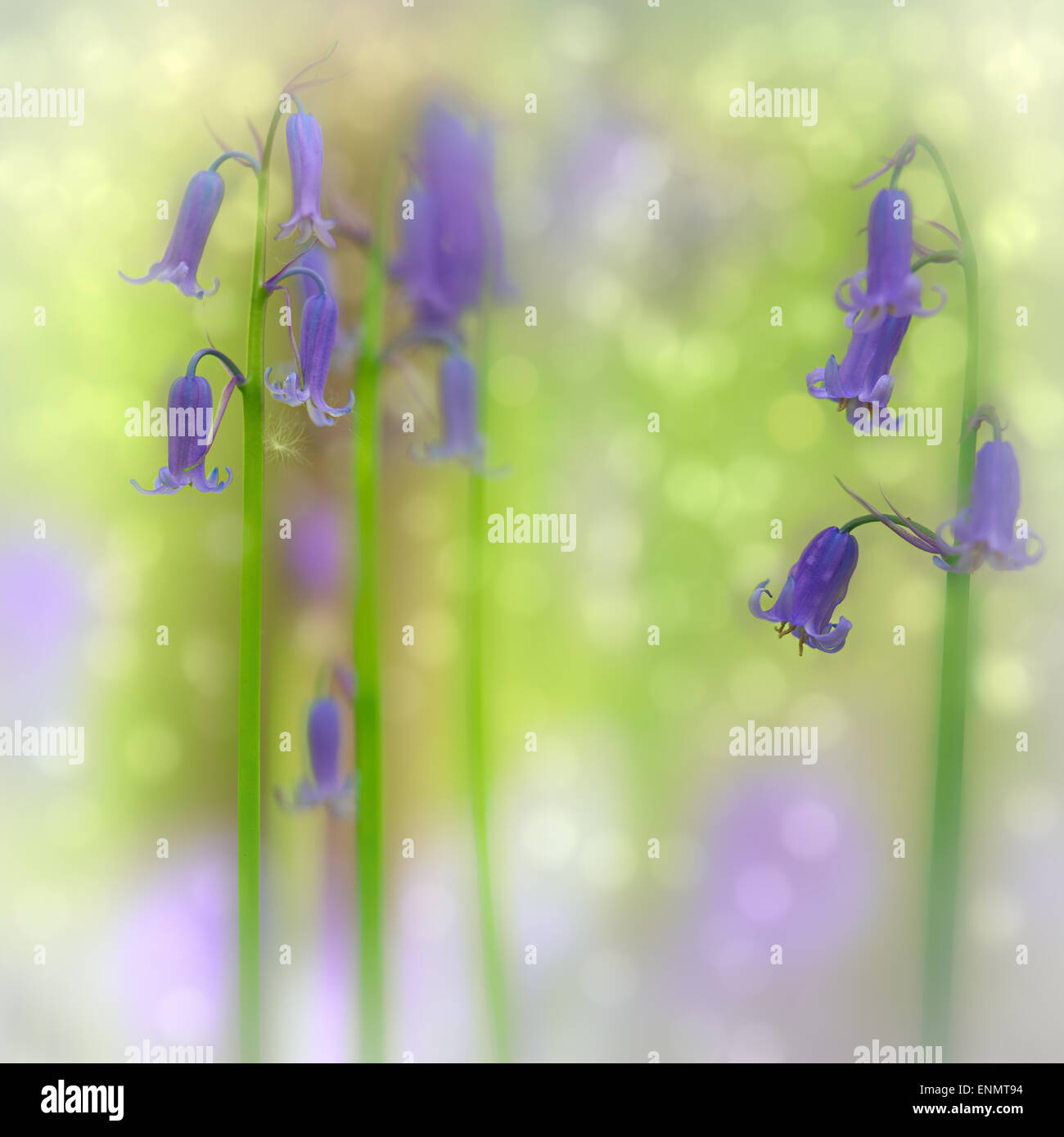 bluebell forest wildflower early spring flowers with nice bokeh. Hallerbos, Belgium Stock Photo