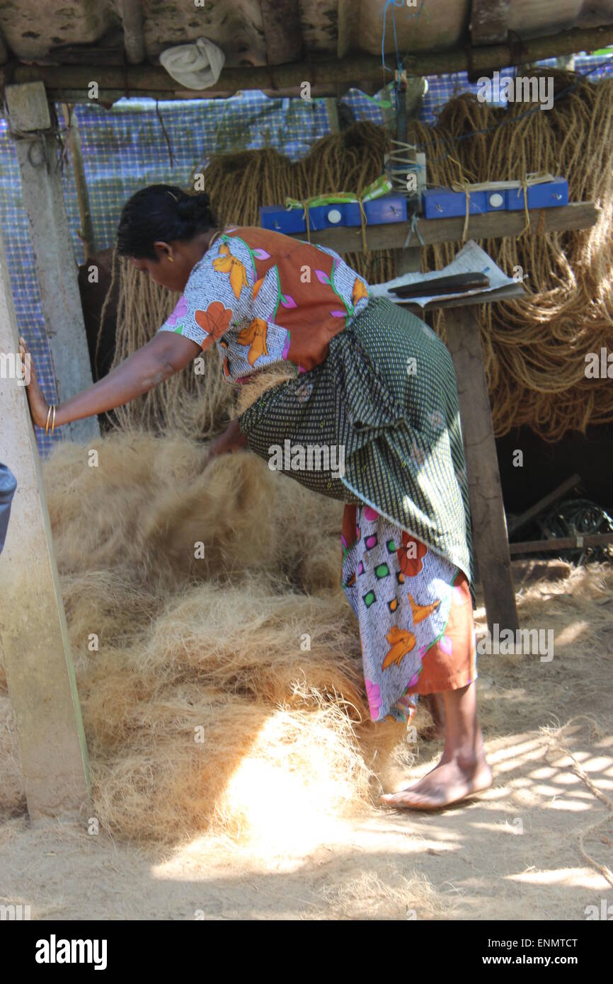 A day out on the Kerala Backwaters. A woman prepares coconut coir for rope making. Stock Photo