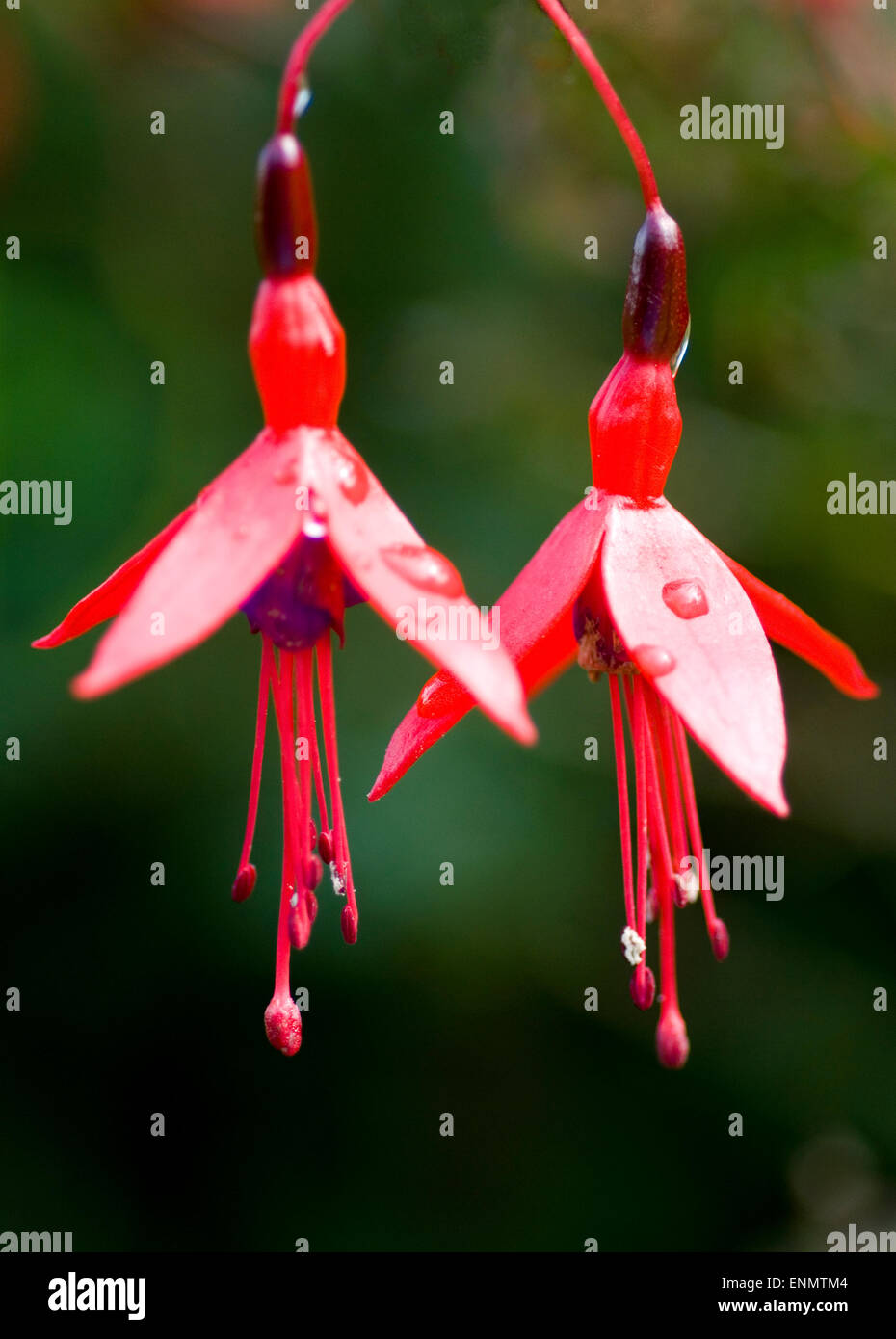 Two Fuchsias hanging together. Stock Photo