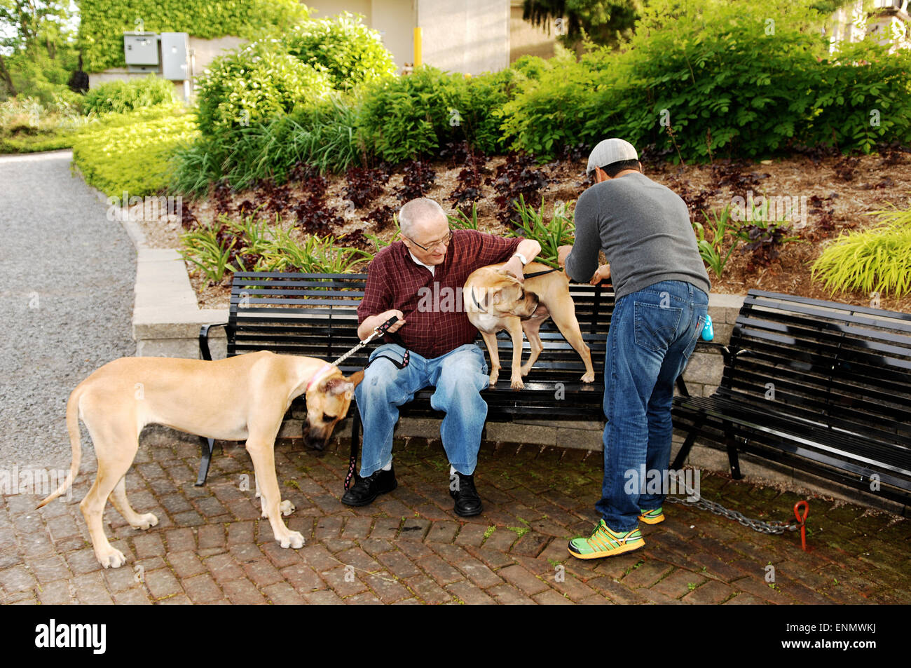 Two man with two dog's sitting on a park bench, one dog a sharbei and the other a Great Dane. Stock Photo