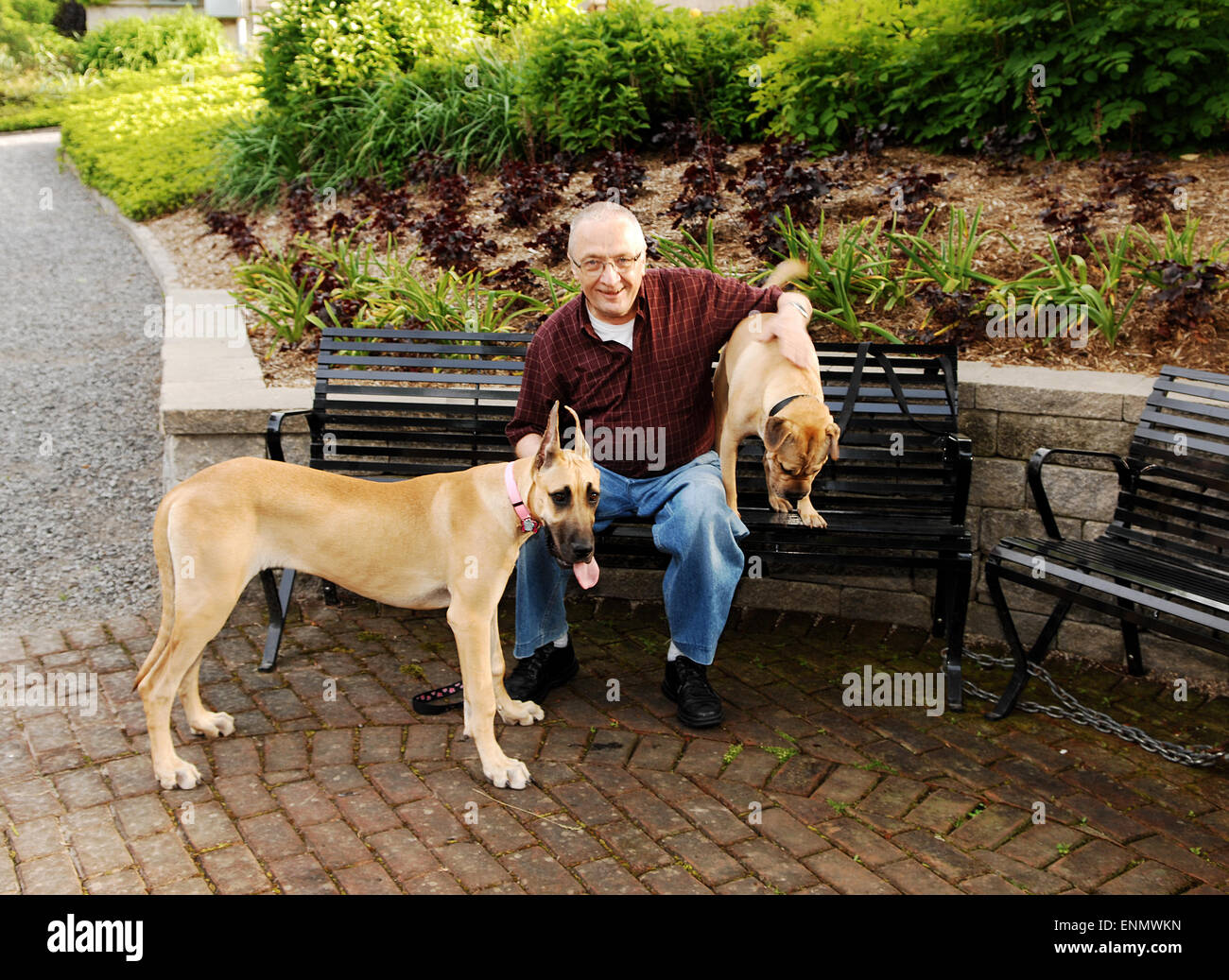 A senior citizen sitting on a bench with his two dog's, a great Dane and a sharpei on a bench in the park. Stock Photo