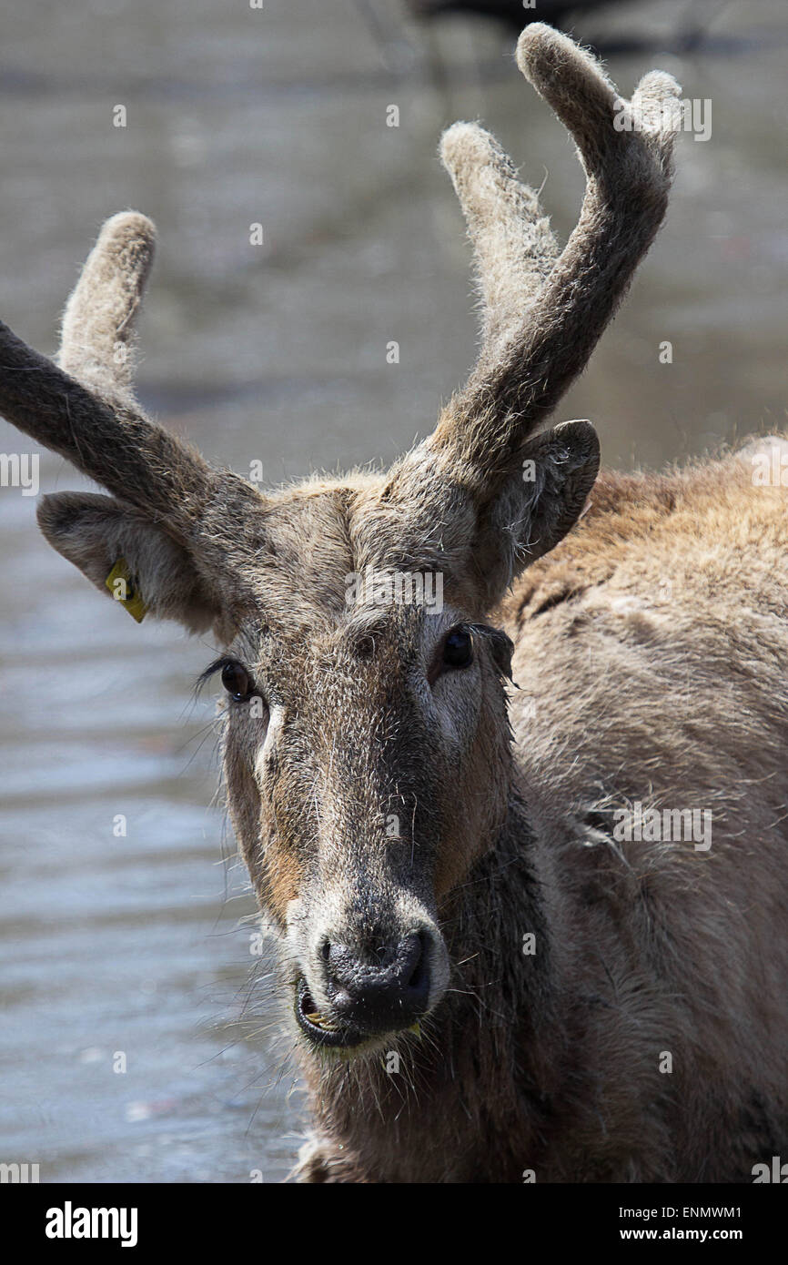Water Frolic- A male Asian Pere David deer glances up whilst wading through the waterhole at the Bronx Zoo New York Stock Photo