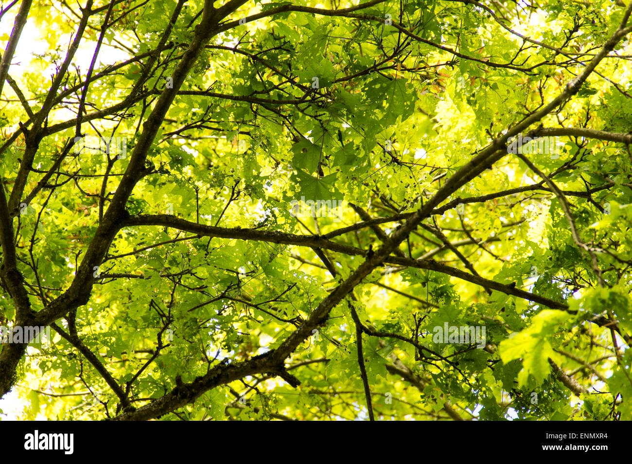 New leaves on tall trees in early spring. Stock Photo