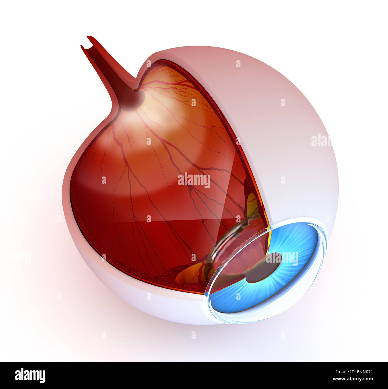 Eye anatomy inner structure isolated on white Stock Photo Alamy