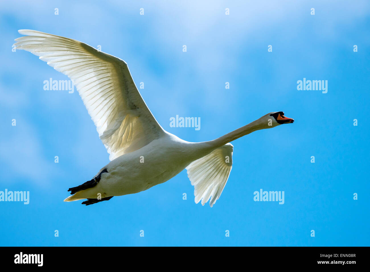 Mute Swan in Flight Stock Photo Alamy
