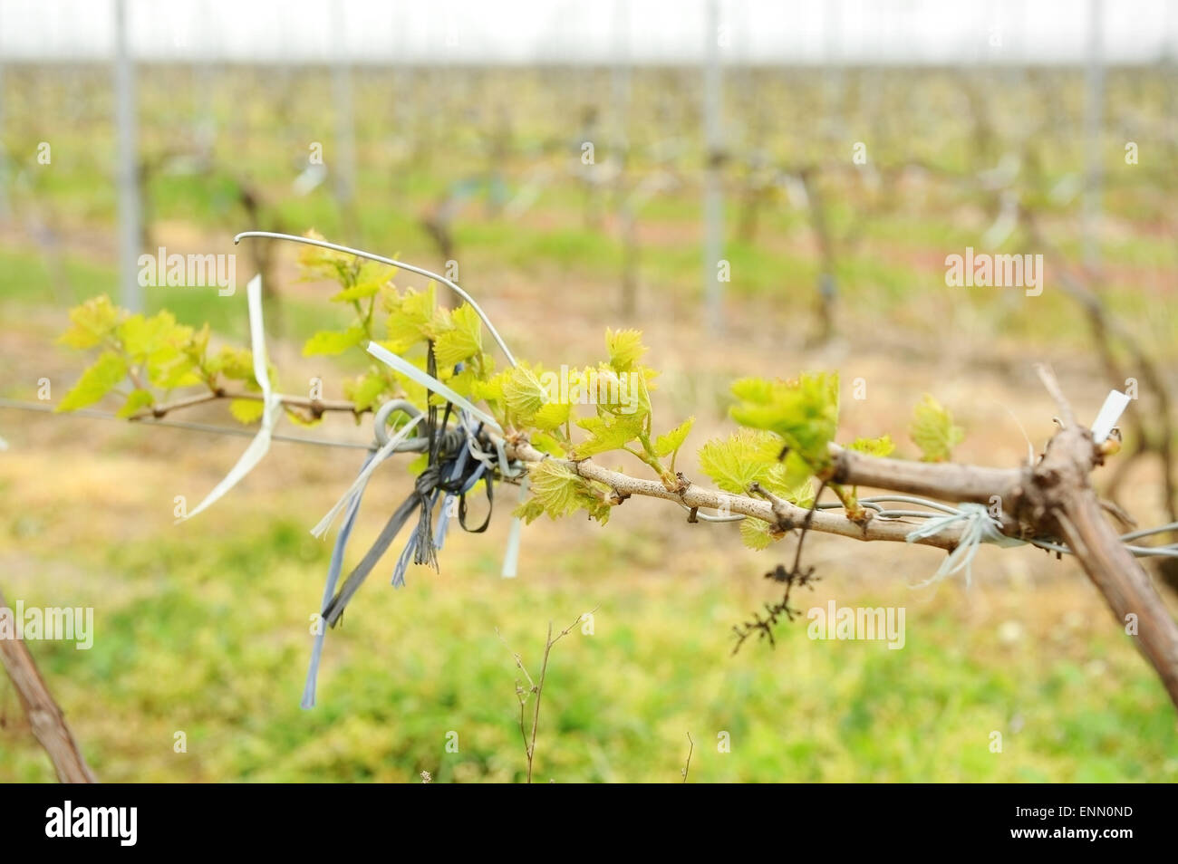 Detail shot with recently planted vineyard in springtime Stock Photo