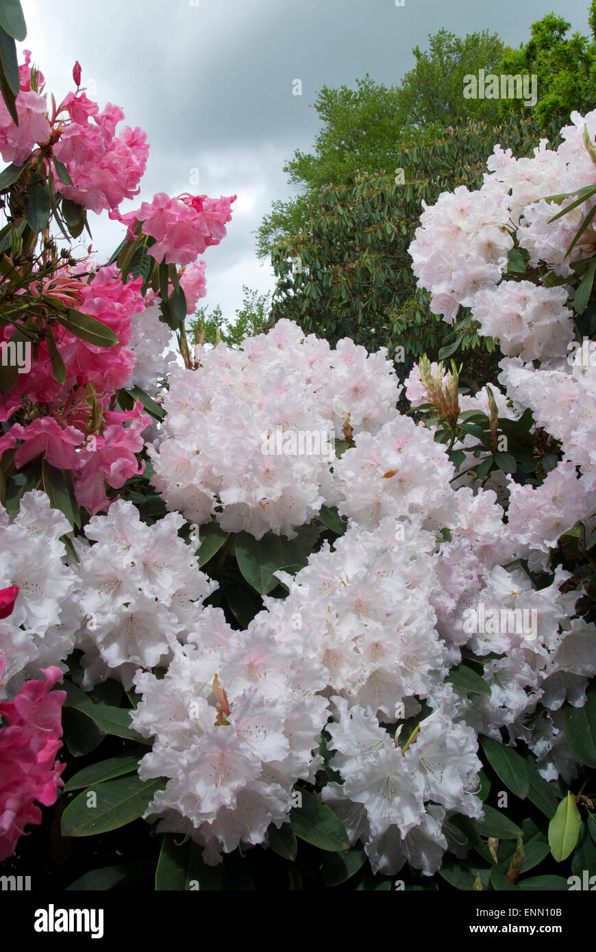 Early summer-flowering rhododendrons... Stock Photo