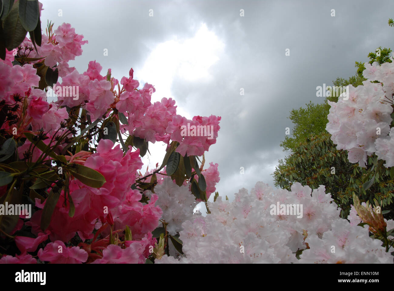 pink and white rhododendrons... Stock Photo