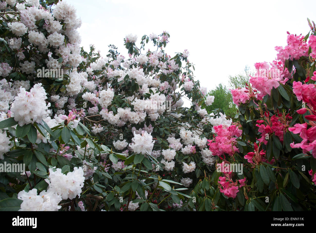 Early summer-flowering rhododendrons... Stock Photo