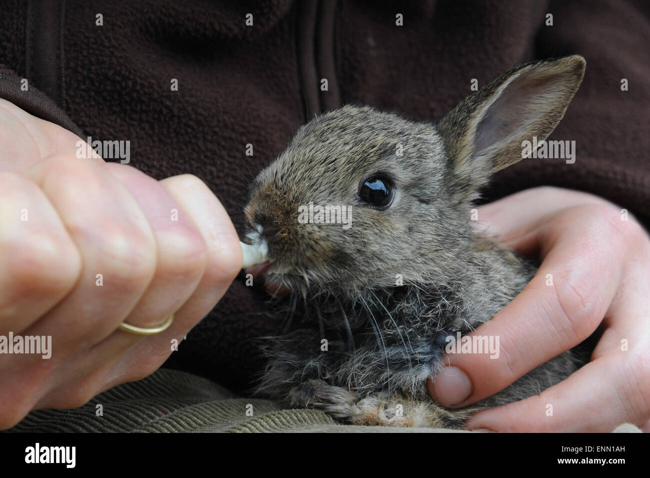 A baby European rabbit being hand-reared & fed with a syringe of milk. Stock Photo