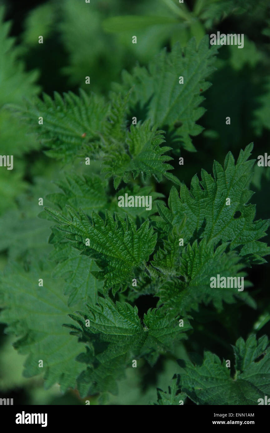Nettle rash hi-res stock photography and images - Alamy